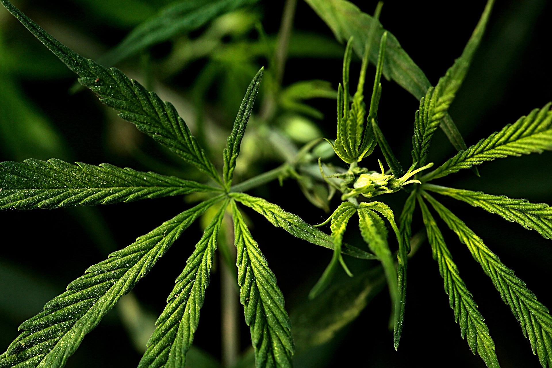 Skąd pozyskać kolekcjonerskie nasiona marihuany?