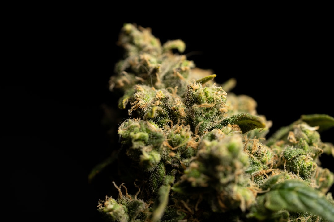Nasiona marihuany do kolekcjonowania: Kluczowe czynniki do uwzględnienia